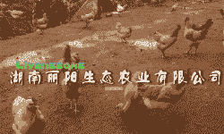 衡阳湘黄鸡苗出售价格表