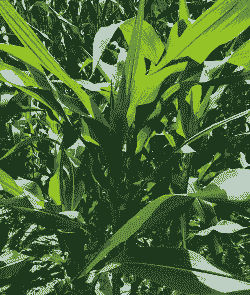 露天玉米种植温度