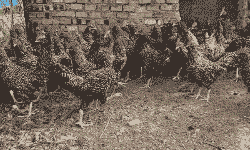 芦花青年鸡苗出售价格表