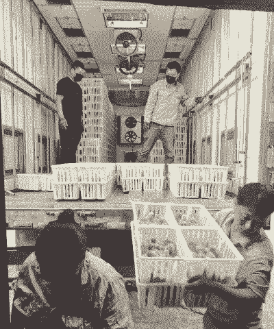 鸡苗运输价格多少钱一吨