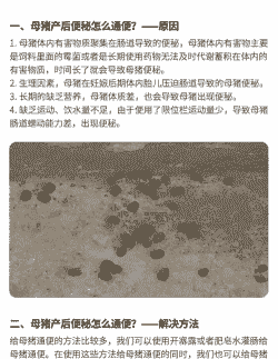 母猪产后粪便干不吃