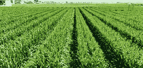 会泽玉米种植面积