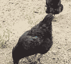 广西黑凤鸡苗出售价格表