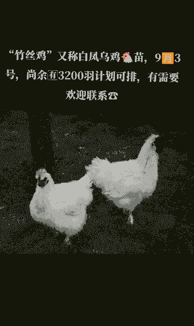 竹丝鸡苗价格多少钱一只