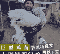 梵天鸡苗价格多少一斤啊