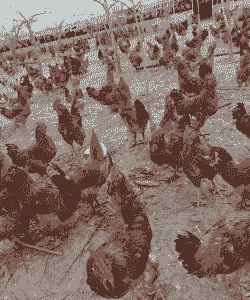 凤翔鸡苗价格多少钱一只