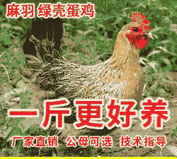 一斤以上绿壳鸡苗价格多少