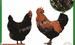 土黑鸡苗出售价格多少钱