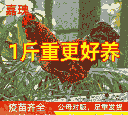 四川好的鸡苗价格是多少