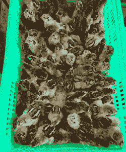 青脚鸡苗价格多少钱一只