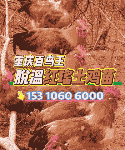 红瑶鸡苗价格多少钱一只