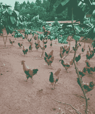 原种固始鸡苗价格多少钱一斤