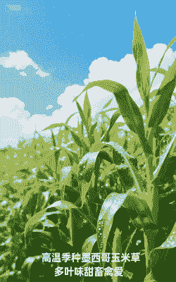 墨西哥玉米种植面积