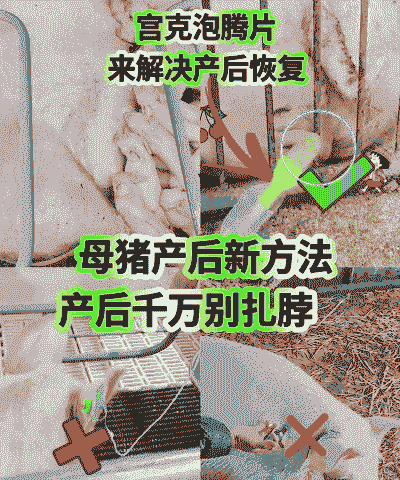 母猪产后如何恢复体质