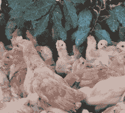 黄平养殖鸡苗价格多少钱一斤