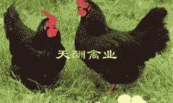 四川散养黑鸡苗价格表