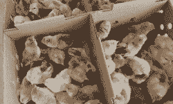 五彩芦花鸡苗出售价格表