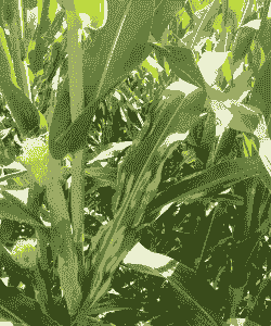 玉米种植的病害