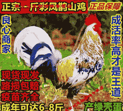 七彩鸡苗价格多少一斤啊