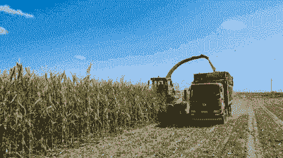 青贮玉米种植收益