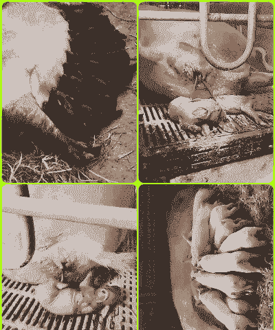 母猪产后热咋治、、