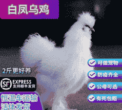 二斤重的鸡苗价格多少钱