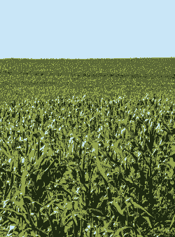 巴西玉米种植地区