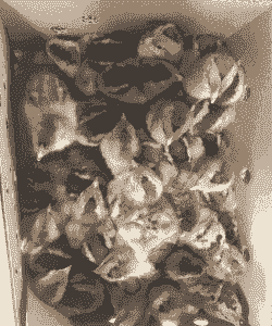 麻鸡苗价格是多少钱一个