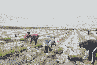 玉米种植移栽方法