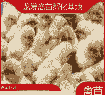 红瑶鸡苗零售价格多少