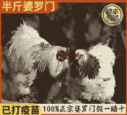 梵天鸡苗价格多少钱一斤