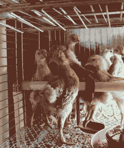 淅川本地鸡苗价格多少钱一斤