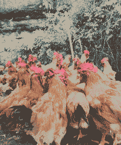 贵州黄花鸡苗价格多少钱一斤