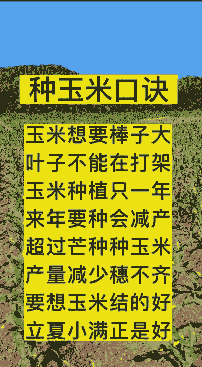 玉米种植的忌讳
