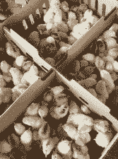 文昌鸡苗价格多少钱一只