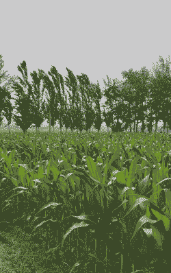 南方玉米种植月份