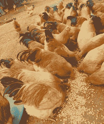 今年淮安鸡苗价格多少钱一斤