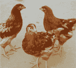 一斤半的鸡苗什么价格啊