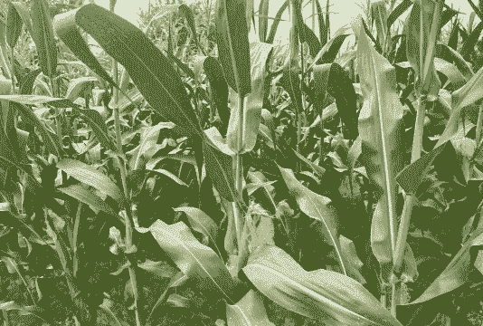 黑玉米种植季节