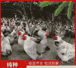 三斤鸡苗价格多少钱一个