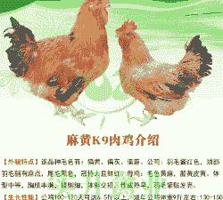 八斤鸡苗出售价格多少钱