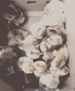 四川鸡苗零售价格多少