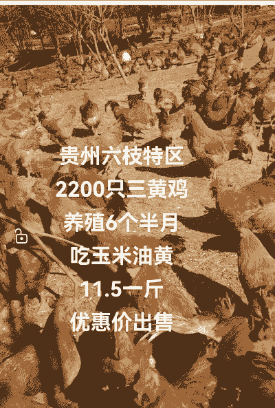 贵州黄杂鸡苗价格多少钱一斤