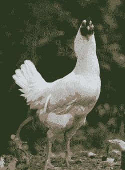 临沂鸡苗出售价格多少钱一斤