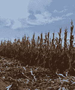 秋玉米种植季节