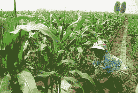 玉米种植初期施肥