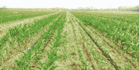 临猗玉米种植面积