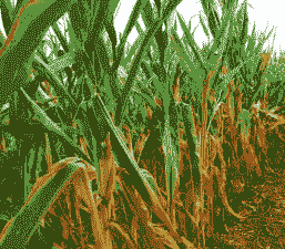 玉米种植气候气温