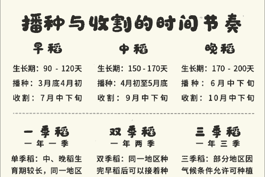 水稻玉米种植时间