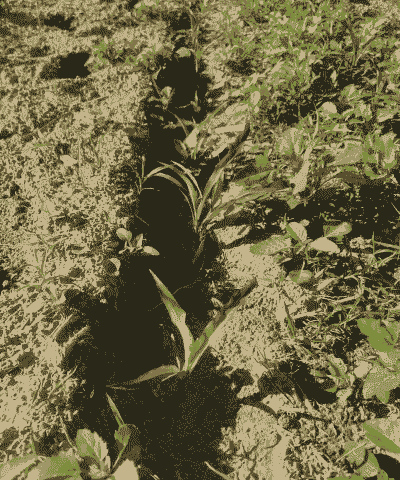 紫玉米种植温度